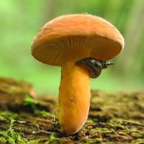  Diana Canqui - Slug and Mushroom
