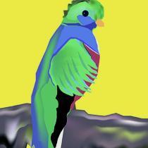 Glori A. Adams | Quetzal Costa Rican Bird | Animal Drawing