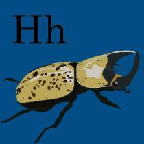 Jacob Edelin | Alphabet H Hercules Beetle