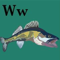 Jose Leoj Diomampo | Walleye Fish Alphabet W