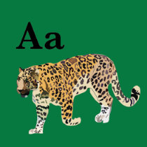 AMOULE - Animal Alphabet